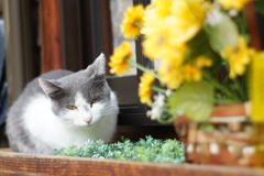 cat_81  何か御用かにゃ