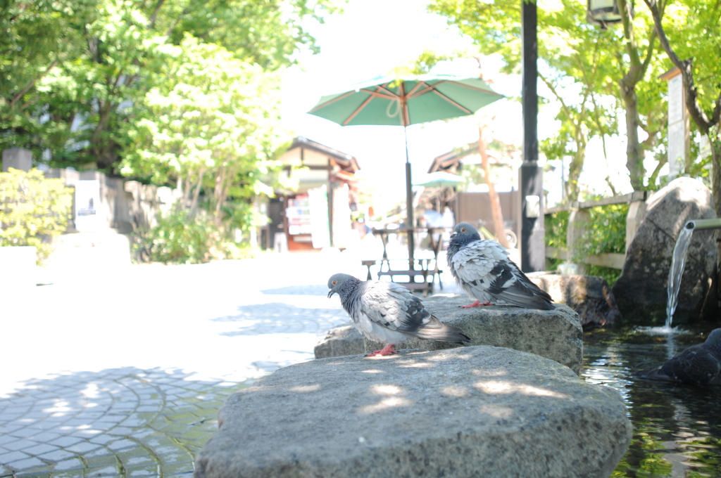 夏の午後_2