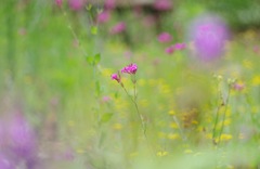 ムシトリナデシコ