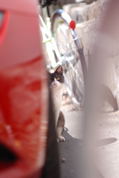cat_272　気になるにゃ