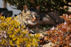 cat_225　ニャニャ!?