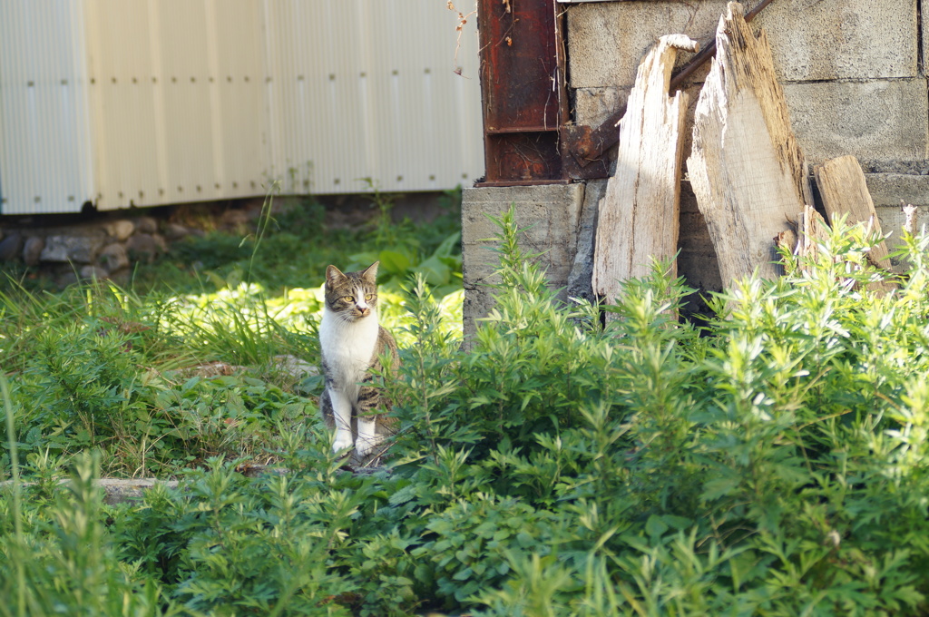 cat_149　空き地にて