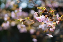 桜咲く頃に…