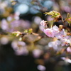 桜咲く頃に…