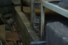 cat_177　ここに居たの