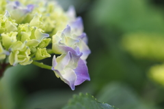 紫陽花_4