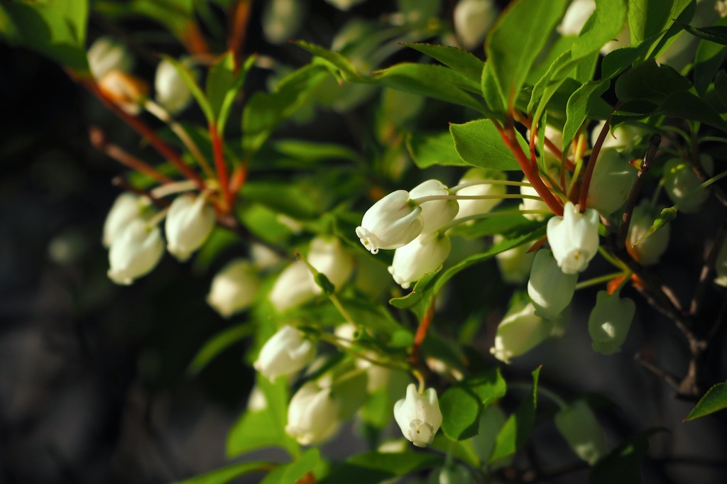 ドウダンツツジ_1