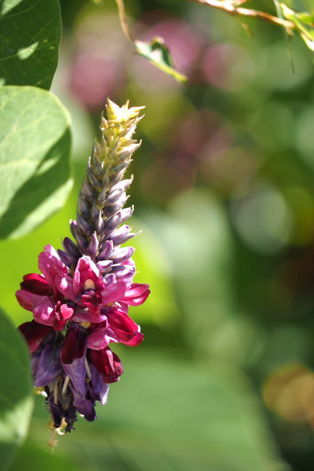 いにしえの知恵も、注目の成分も。 もっと知りたい、「葛の花」のチカラ。 – Modereトピックス