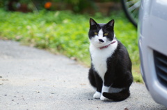cat_88  これから散歩に行くとこにゃ