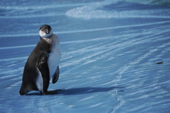 波打ち際のペンギン