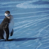 波打ち際のペンギン