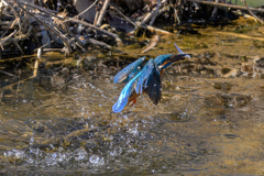 小魚ゲット②