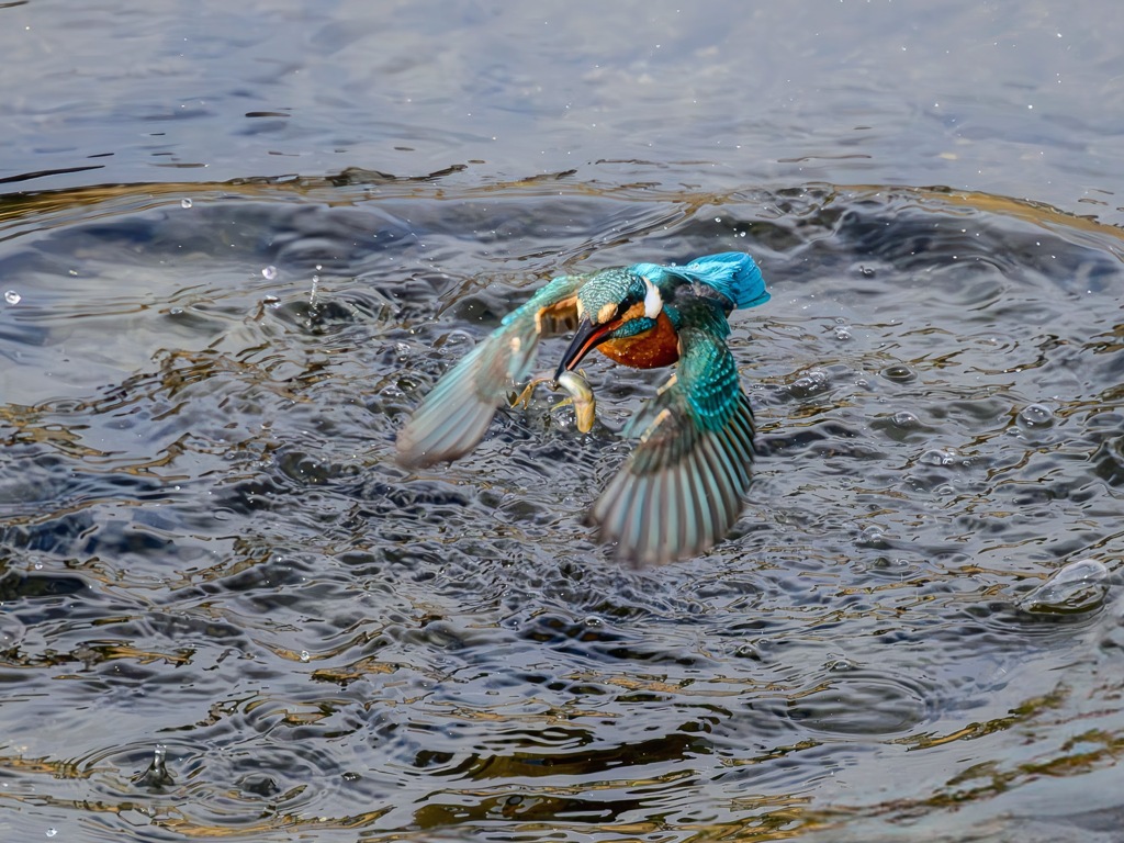 Kingfisher　なるほど・・・魚捕りの王様ってところでしょうか。
