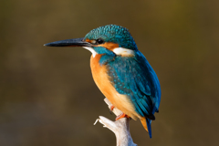 日没一時間前のカワセミ撮影