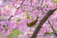 春爛漫　はなすい鳥と河津桜