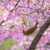春爛漫　はなすい鳥と河津桜