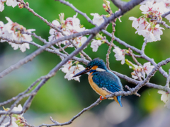 桜と翡翠　春爛漫