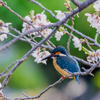 桜と翡翠　春爛漫