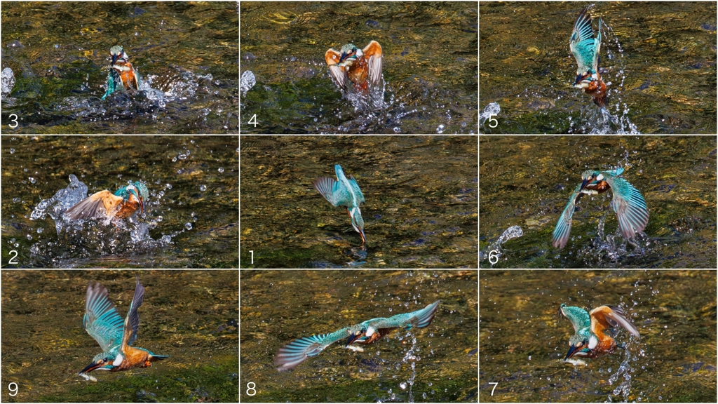夏のカワセミ（その２）
