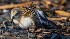 小さな旅鳥　その名はトウネン