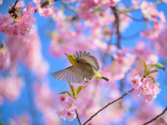 春爛漫　花を目指して舞い上がれ