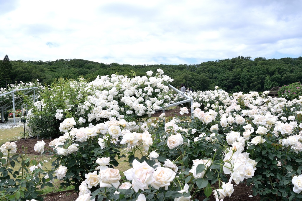 2015.06.04 越後丘陵公園　香りのばら祭り
