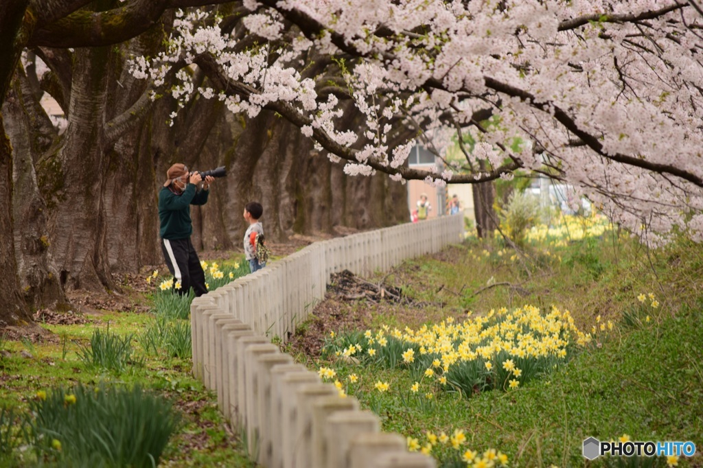 桜の下で