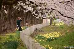桜の下で