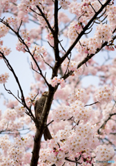 花から花へ