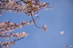 散りゆく桜