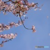 散りゆく桜