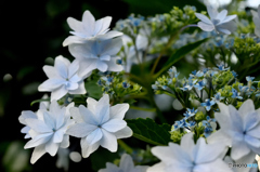墨田の花火