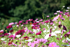 2015.10.01 越後丘陵公園　秋桜