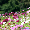 2015.10.01 越後丘陵公園　秋桜