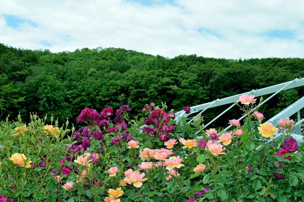 2015.06.04 越後丘陵公園　香りのばら祭り