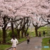 桜色の路