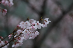 桜1