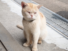 猫寺にて　貫禄