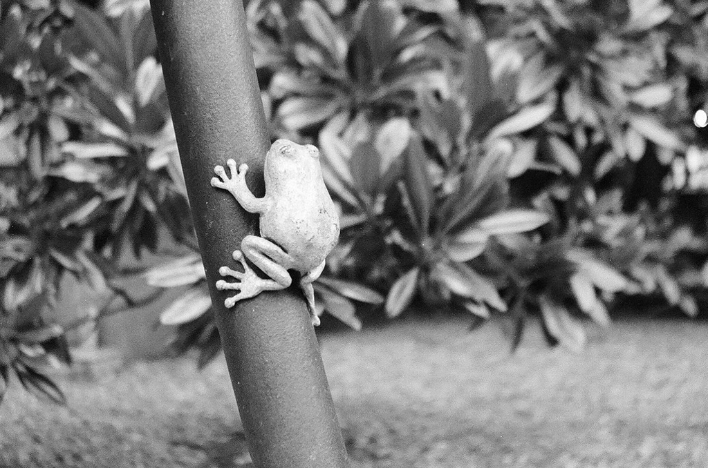 かわず