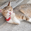 猫寺にて　食後のたしなみ