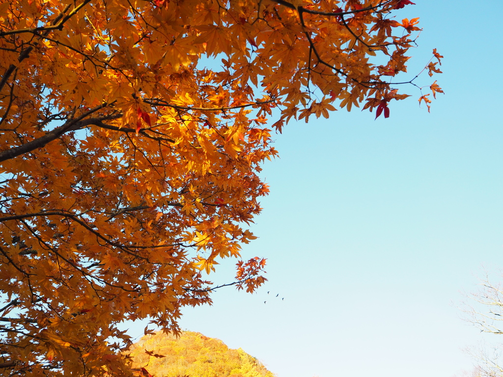 日光紅葉