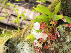 見納め桜