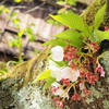 見納め桜