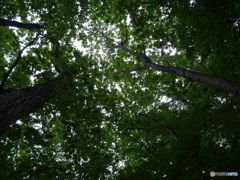 早朝の頭の上