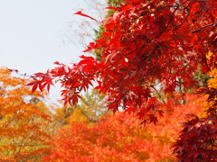 紅葉