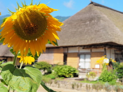 夏はまだ終らない