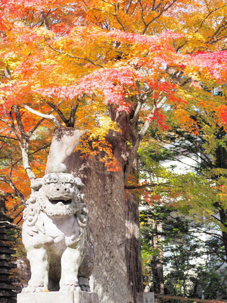 紅葉と狛犬
