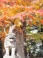 紅葉と狛犬
