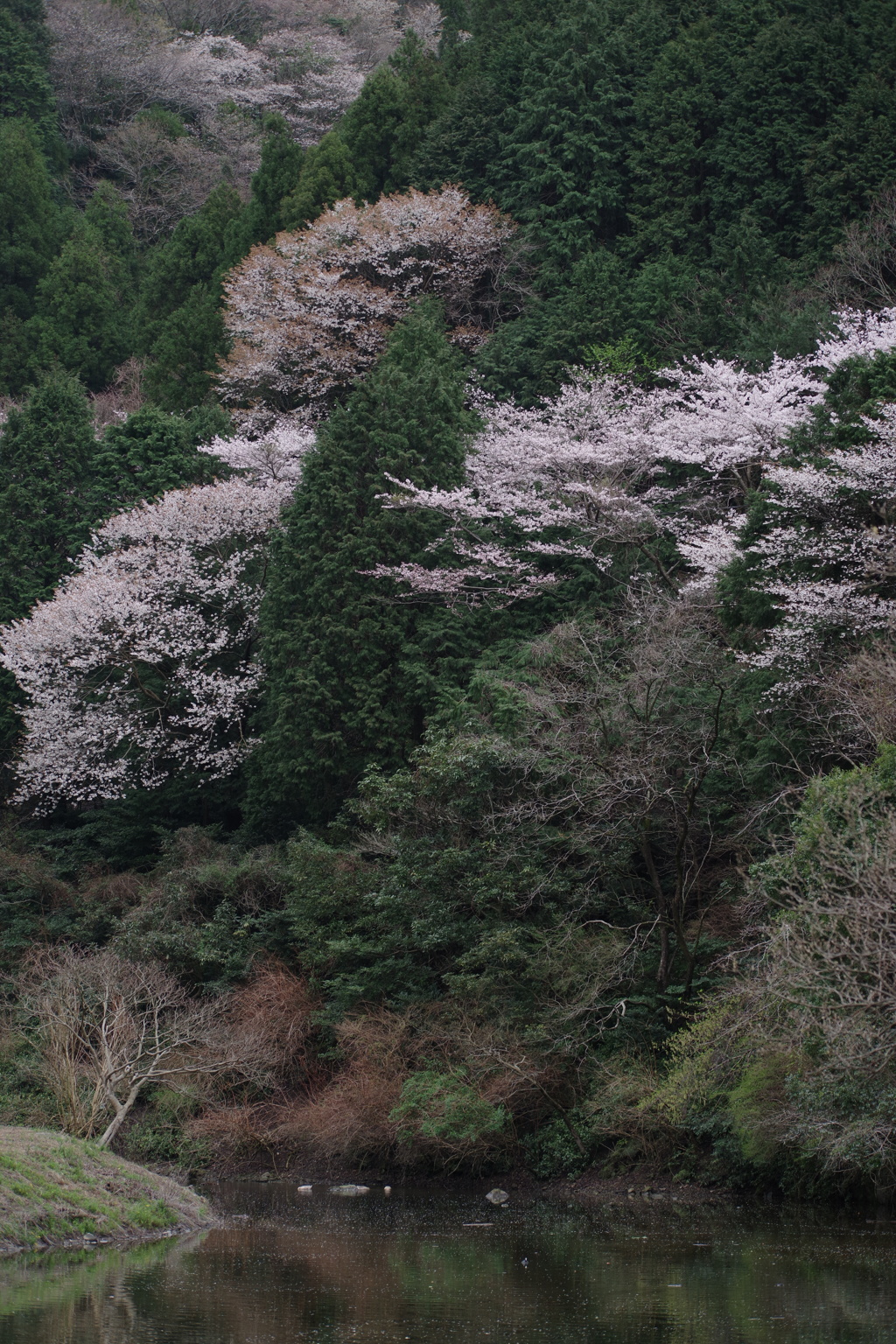 桜やでえ