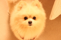 ポメラニアン　犬　モフモフ